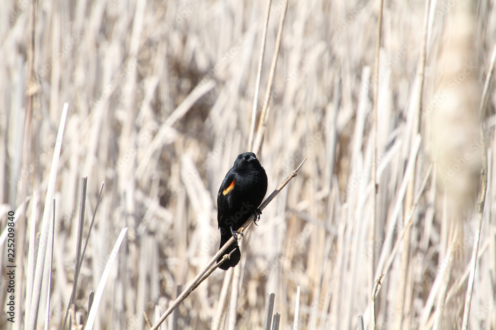 Naklejka premium A red winged blackbird sitting on an old bulrush in the middle of a wetlands with bulrushes in the background.