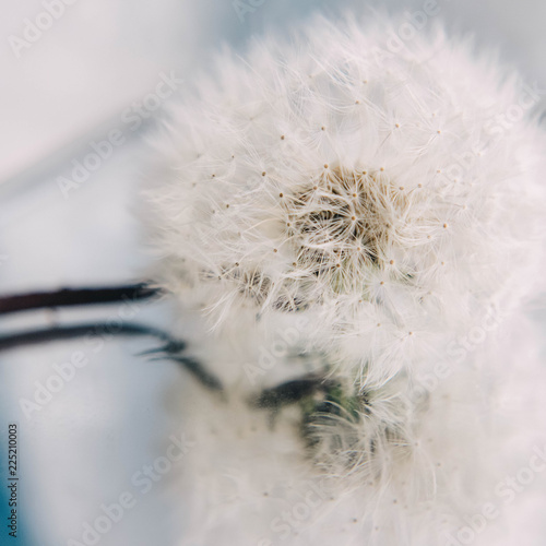 Fototapeta Naklejka Na Ścianę i Meble -  White dandelion abstract background.