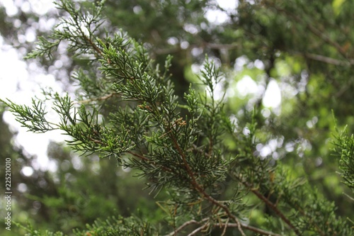 Pine needles on a branch
