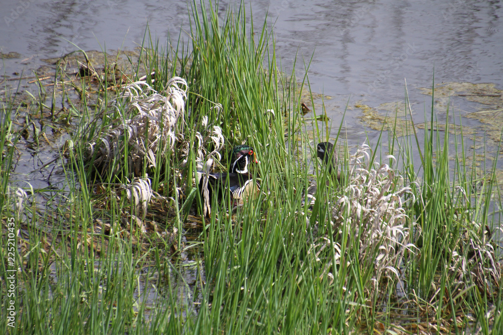 Fototapeta premium A male and female pair of wood ducks