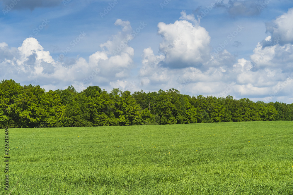 Green field and forest on the horizon. Summer, day. Green field and forest on the horizon. Summer, day.