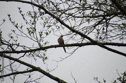 A mourning dove perched on a branch