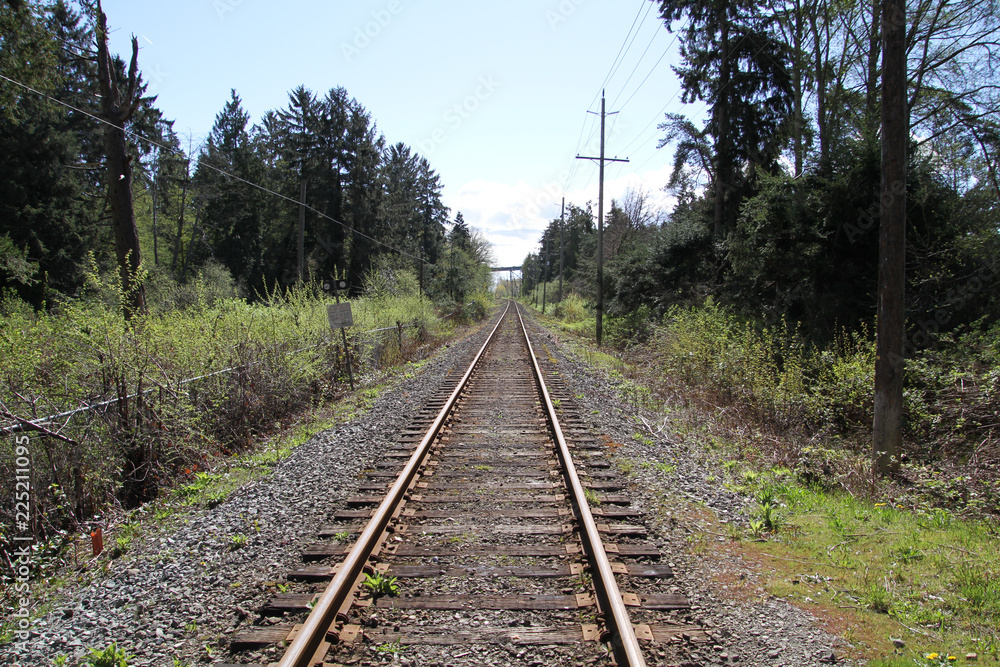 A straight run of railway tracks running between trees A straight run of railway tracks running between trees