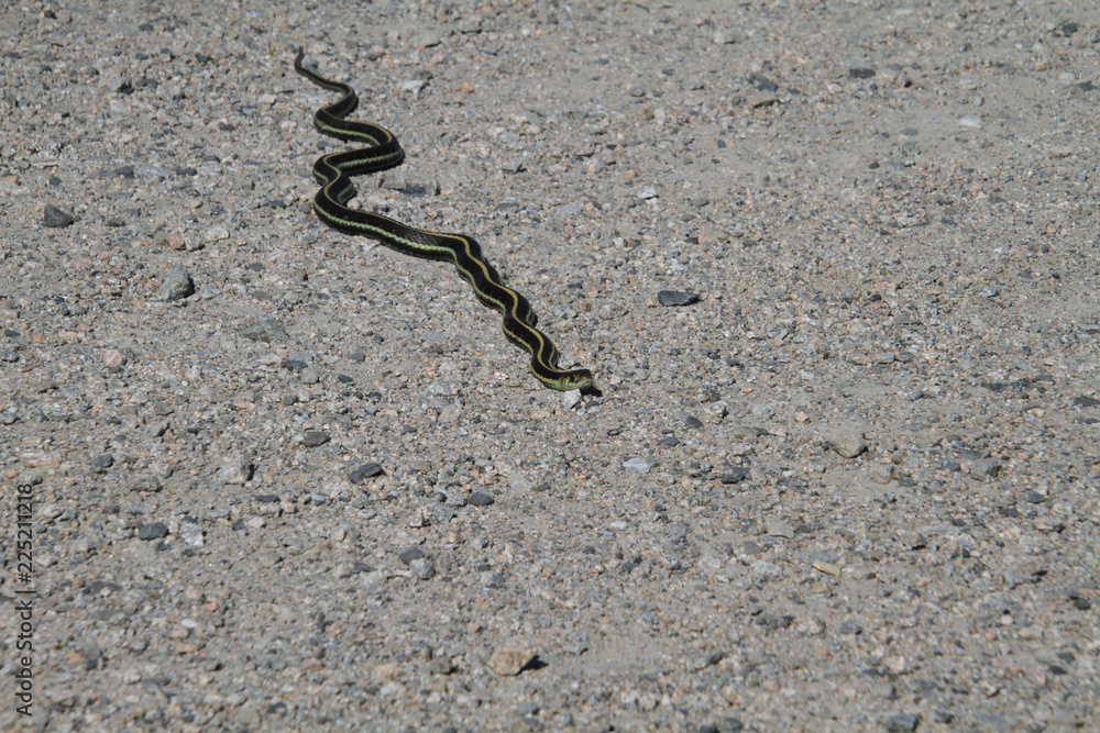 A garter snake on a fine gravel trail in the sun. A garter snake on a fine gravel trail in the sun.