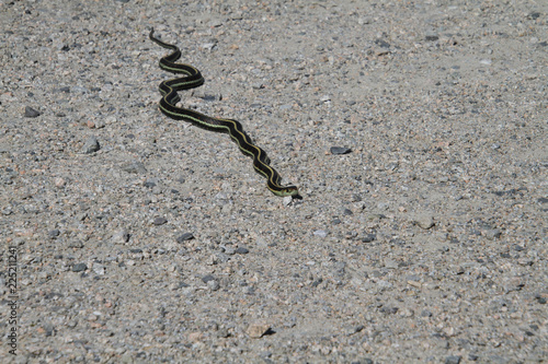 A garter snake on a fine gravel trail in the sun.