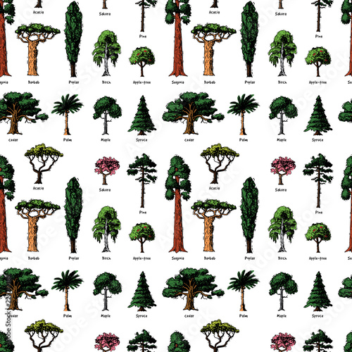 Vector tree sketch hand drawn style types green forest pine treetops collection of birch, cedar and acacia or greenery garden with palm and sakura illustration background