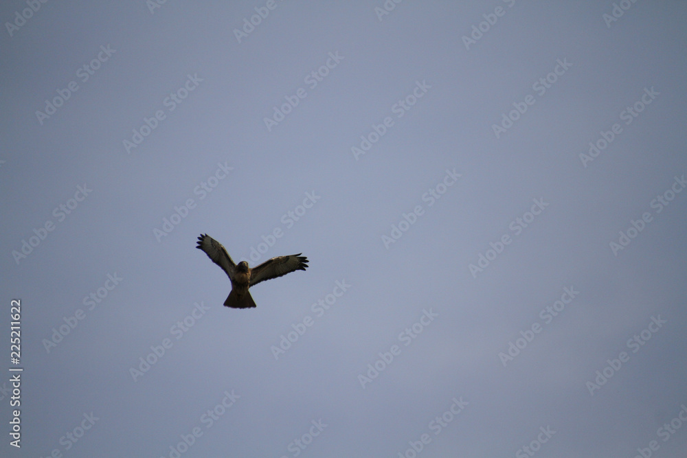 Fototapeta premium A red tailed hawk flying on a clear blue day in the spring.