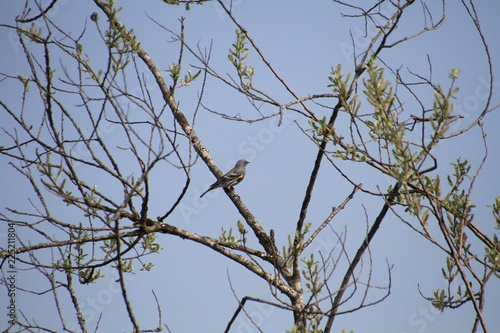 A yellow rumped sparrow sitting on a branch