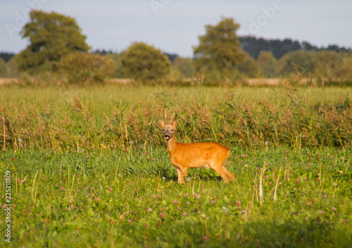 Fototapeta Naklejka Na Ścianę i Meble -  Roe deer buck, Capreolus capreolus, also known as Chevreuil, in a meadow