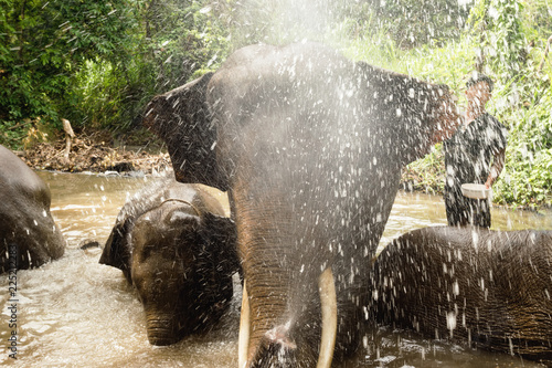 Photography Bathing elephants in a pond with splashing, close-up
