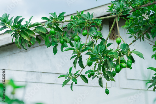 Young avocado tree