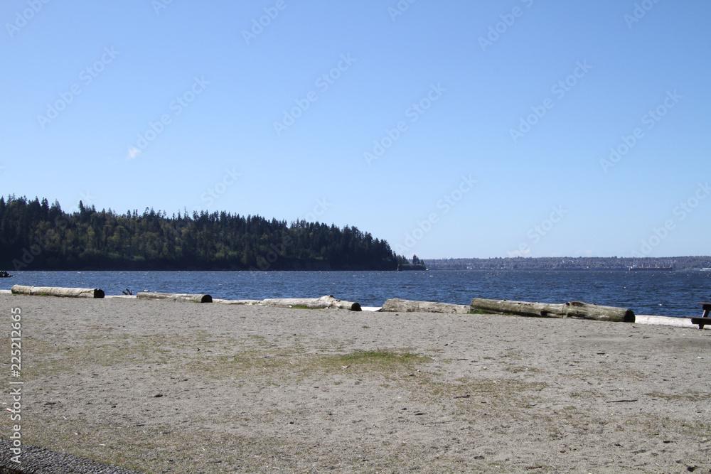 A view of a sandy beach with driftwood bordering the water