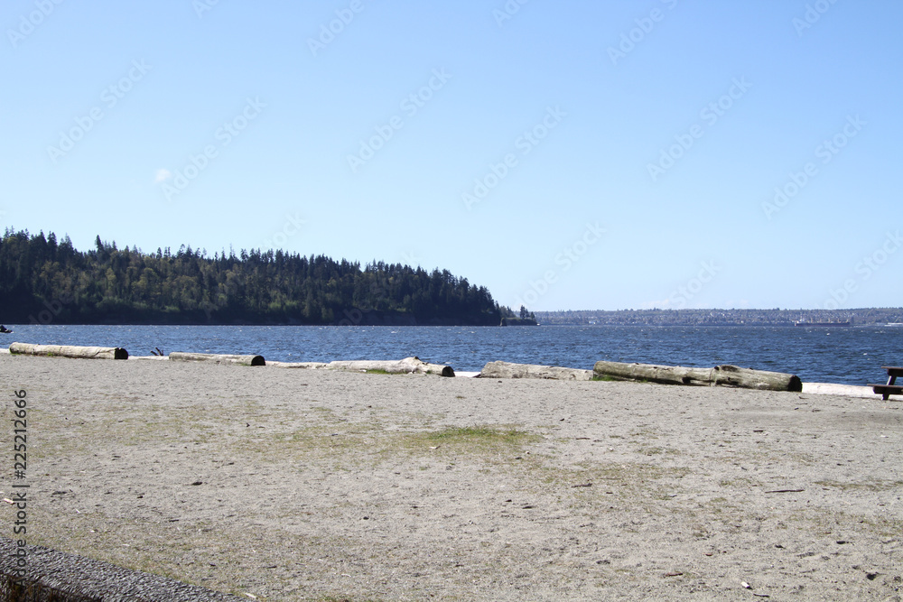 A view of a sandy beach with driftwood bordering the water