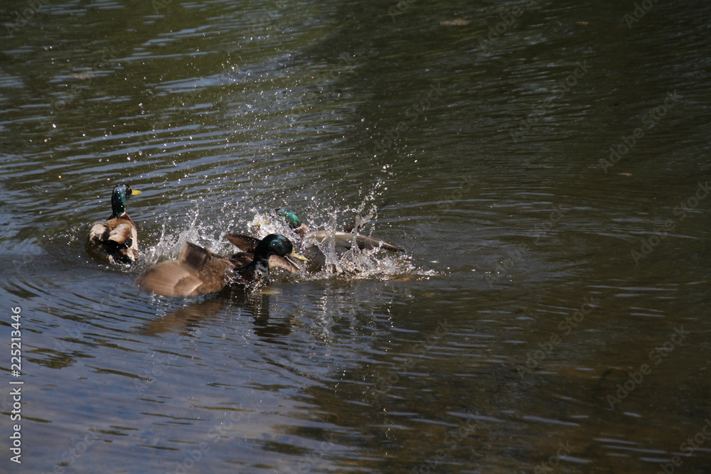 A mallard drake chasing another A mallard drake chasing another