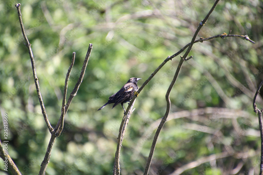 Obraz premium A European starling perched on a branch