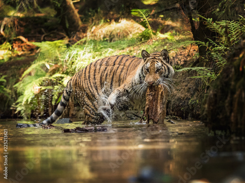 Tiger runs behind the prey. Hunt the prey in tajga in summer time. Tiger in wild summer nature. Action wildlife scene, danger animal. © murmakova