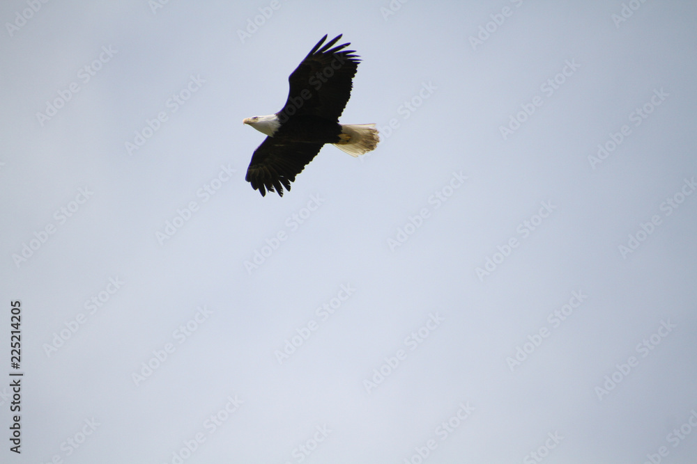 A bald eagle flying in a blue cloudless sky A bald eagle flying in a blue cloudless sky