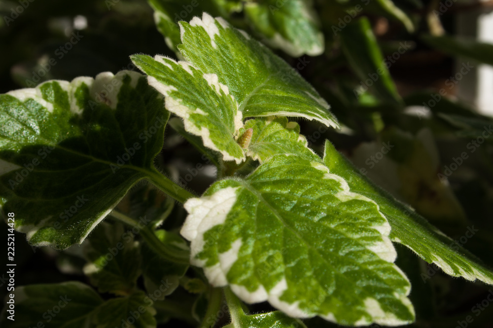 Green leaves Green leaves