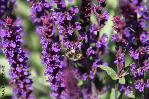 A closeup of a bee pollinating a purple lavender flower