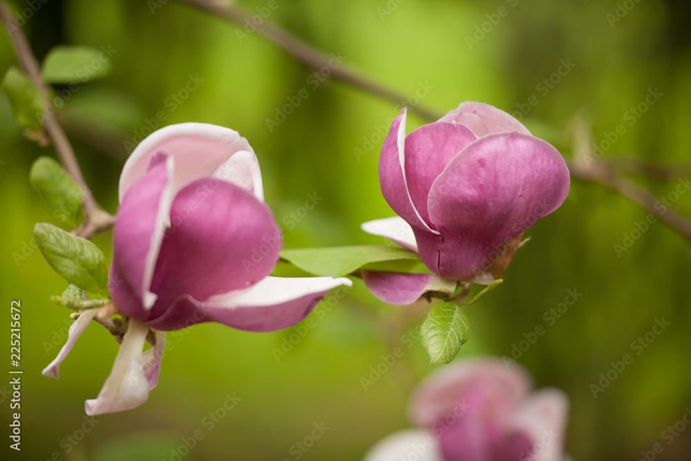 Magnolia flwer blooming on a branch of a bush in botanical garcen Magnolia flwer blooming on a branch of a bush in botanical garcen