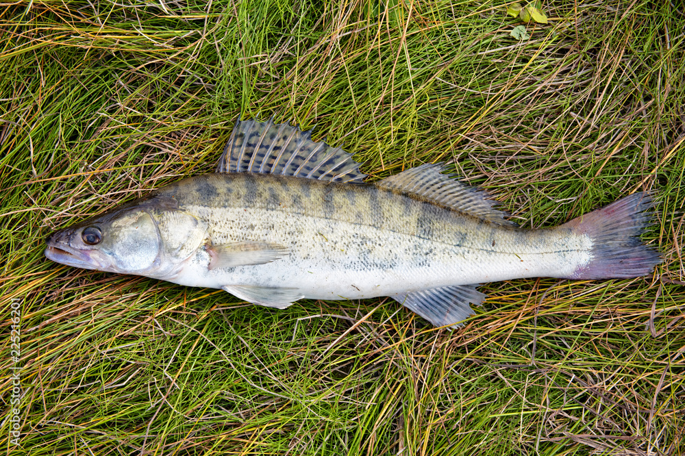 Freshwater fish pike perch ordinary as catch