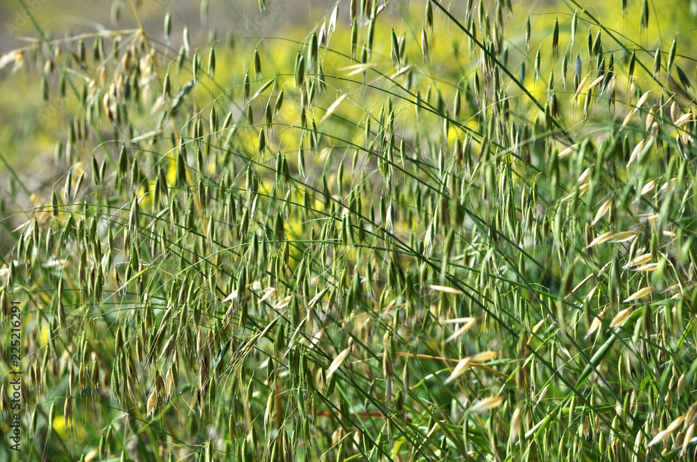 Stems of oats with spikes Stock Photo | Adobe Stock