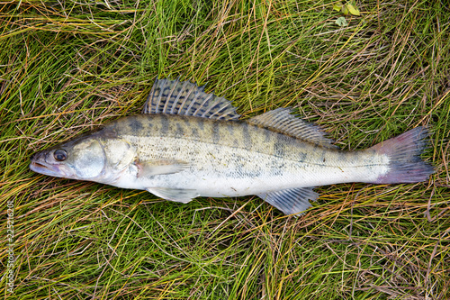 Obraz na płótnie Freshwater fish pike perch ordinary as catch w salonie