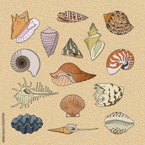 Shells vector marine seashell and ocean cockle-shell underwater illustration set of shellfish and clam-shell or conch-shell isolated on background photo