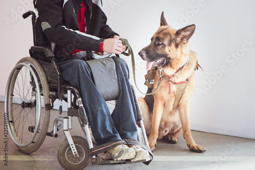 Photography Shepherd, service dog with the owner the invalid wheelchair user