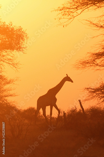 The South African giraffe or Cape giraffe  Giraffa camelopardalis giraffa  is walking on the horizon during sunset with orange background