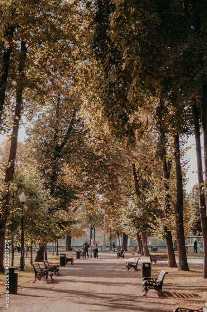 Fototapeta premium Bright autumn yellow park. Big orange trees, wooden bench and long alley