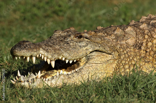 The detail of head of nile crocodile (Crocodylus niloticus) lying in the grass