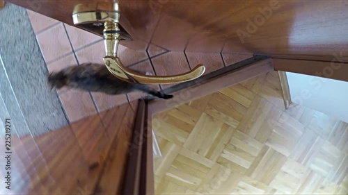 Clever cat jumps on door handle to open door.