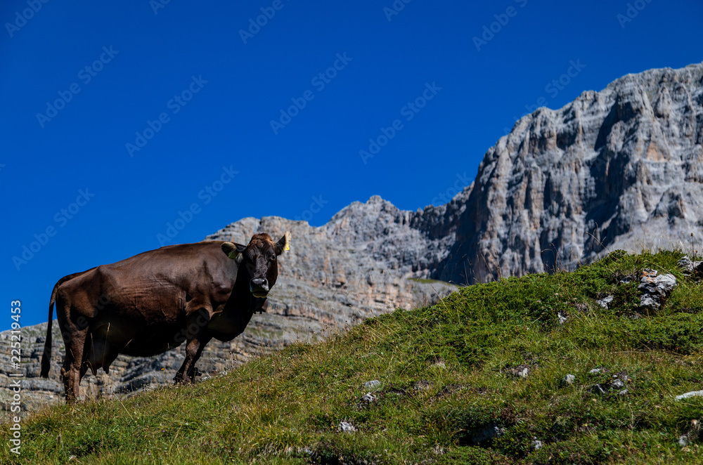 Cows in the Alps, near Madonna di Campiglio Cows in the Alps, near Madonna di Campiglio