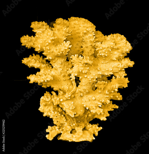 coral isolated on black background