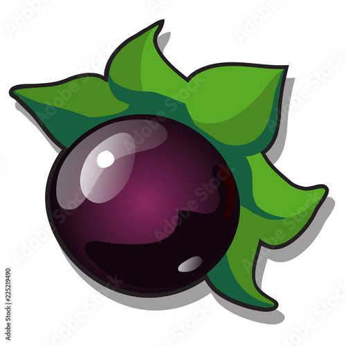 Foto Ripe fruit of Atropa belladonna or deadly nightshade, perennial herbaceous plant in nightshade family Solanaceae isolated on white background