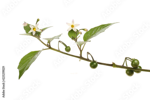 Wallpaper Mural Black nightshade plant Torontodigital.ca