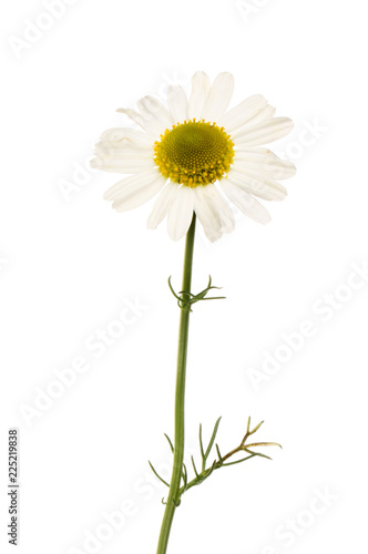 Camomile flower and foliage