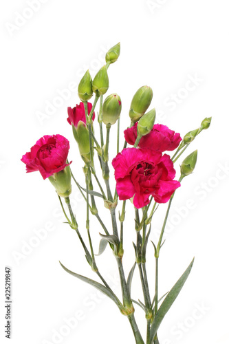 Carnation flowers and buds