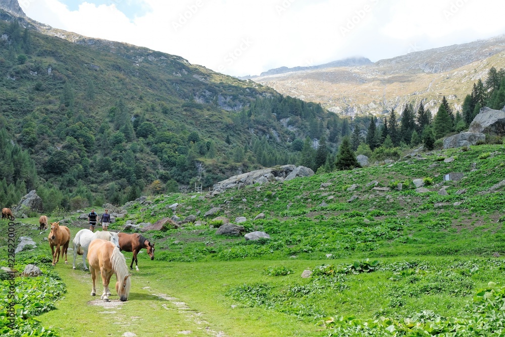 cavallo animale natura marrone erba montagna prato pascolo verde fattoria 