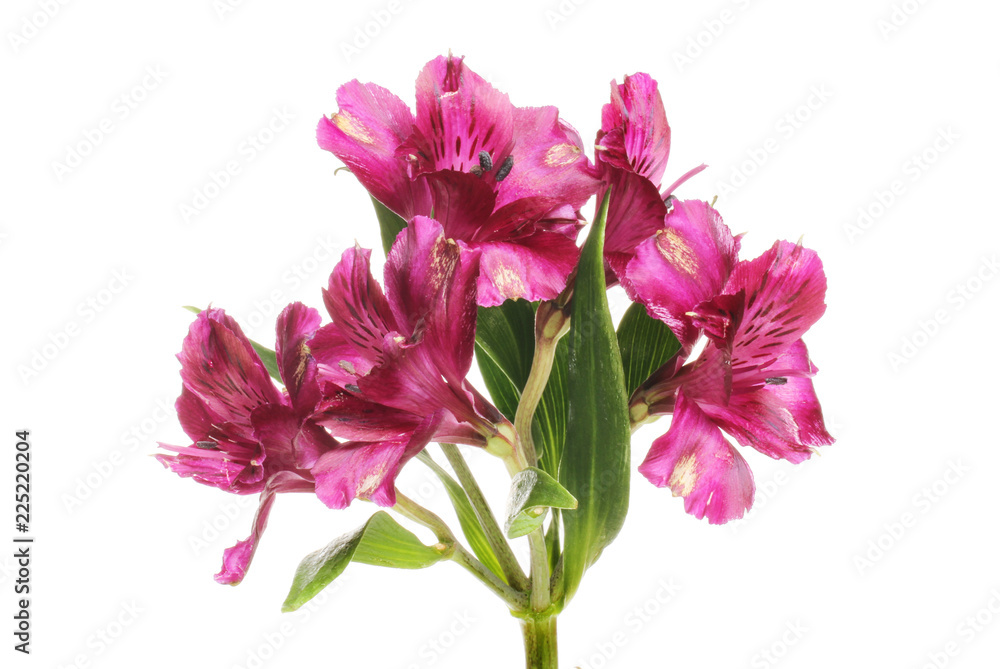 Purple atstroemeria flowers
