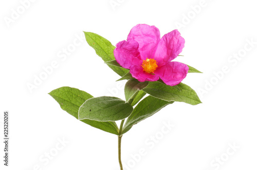 Rock rose flower photo