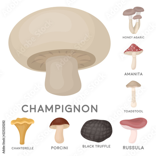 Poisonous and edible mushroom cartoon icons in set collection for design. Different types of mushrooms vector symbol stock web illustration.