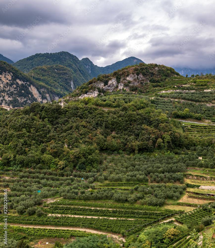 Vineyard near Lake Garda