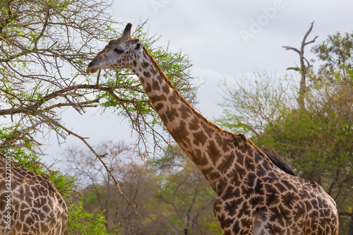 Tanzania. Giraffe in Selous park