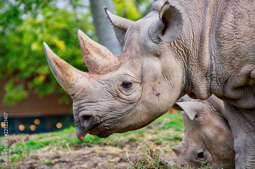 Close view of a black rhino head