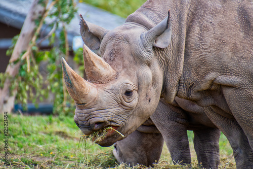 Close view of a black rhino head