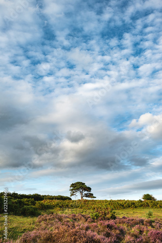 Stunning Summer sunset landscape image of Bratley View in New Forest National Park England