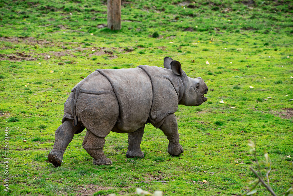 Fototapeta premium Baby greater horned rhino