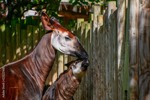 Baby Okapi with her mum photo